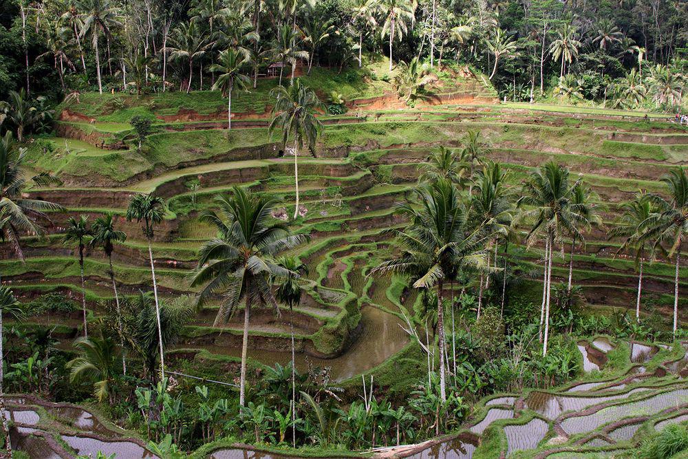 The Sungu Resort&spa Resort Ubud